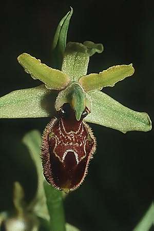 Ophrys exaltata subsp. exaltata, I  Kalabrien/Calabria Spezzano 14.4.1992 (Photo: Helmut Presser)