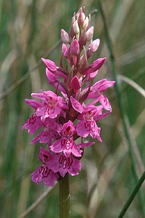 Dactylorhiza fuchsii x incarnata, I   Ligur.Appennin 25.5.2001 