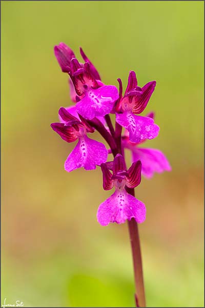 Anacamptis morio x papilionacea subsp. papilionacea, I   Prov. Livorno 11.4.2018 (Photo: Luciano Silei)