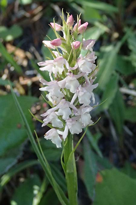 Gymnadenia odoratissima / Short-spurred Fragrant Orchid, I  Lago di Cancano 10.7.2026 