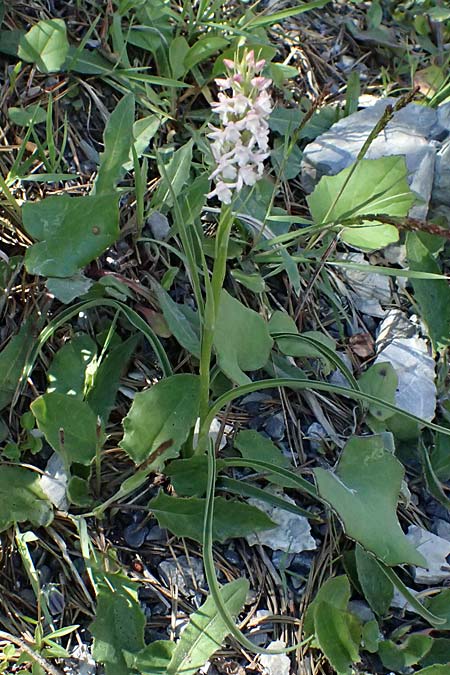 Gymnadenia odoratissima / Short-spurred Fragrant Orchid, I  Lago di Cancano 10.7.2026 