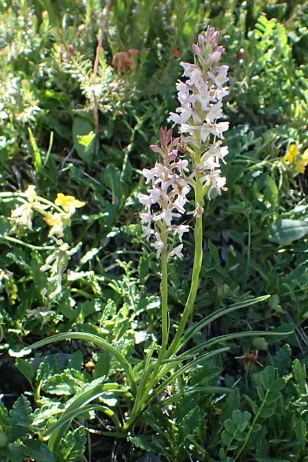 Gymnadenia odoratissima / Short-spurred Fragrant Orchid, I  Lago di Cancano 10.7.2026 