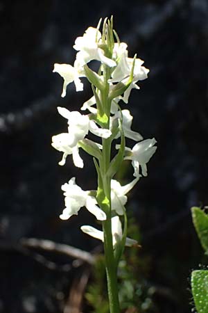 Gymnadenia odoratissima / Short-spurred Fragrant Orchid (Color-Variant), I  Lago di Cancano 10.7.2026 