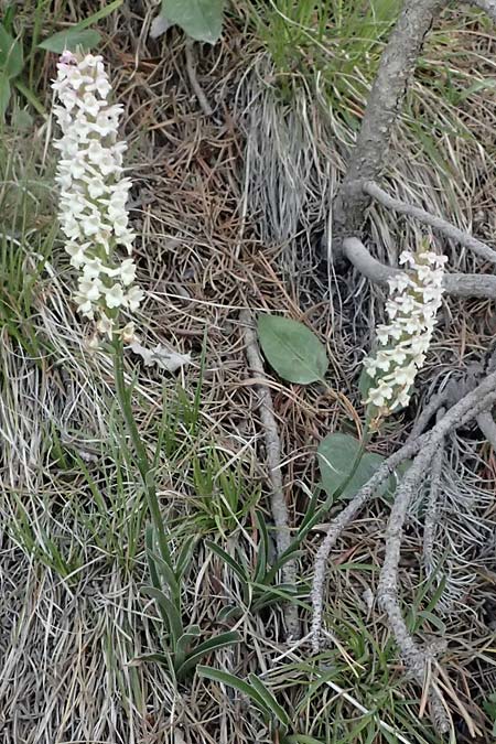 Gymnadenia odoratissima / Short-spurred Fragrant Orchid, I  Lago di Cancano 10.7.2026 