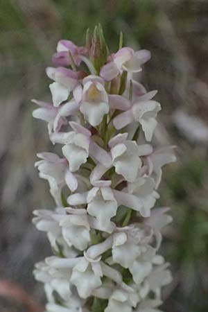 Gymnadenia odoratissima / Short-spurred Fragrant Orchid, I  Lago di Cancano 10.7.2026 