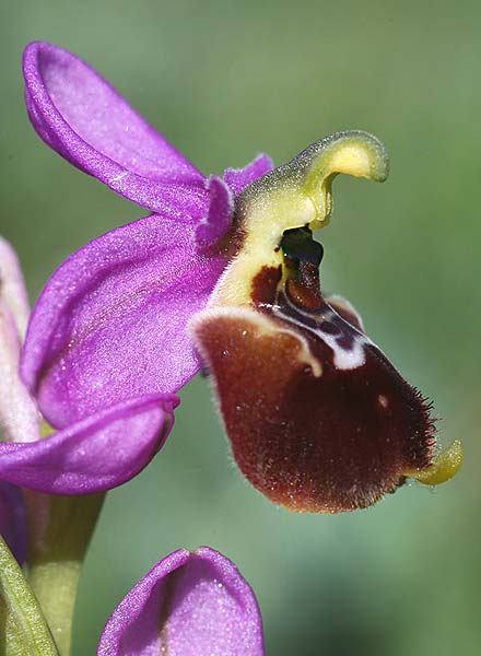 Ophrys gracilis x neglecta, I   Basilicata, Laurenzana 28.5.2015 (Photo: Helmut Presser)