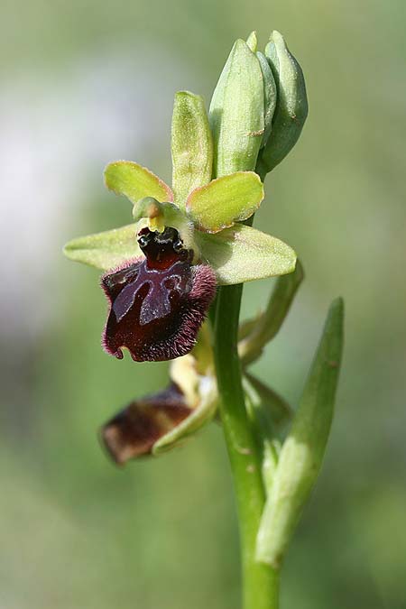 Ophrys gravinensis \ Gravina-Ragwurz / Gravina Bee Orchid, I  Apulien/Puglia, Gravina 25.4.2019 (Photo: Helmut Presser)