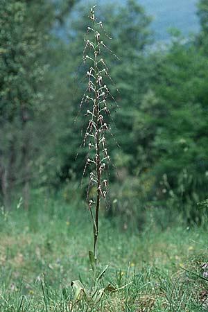 Himantoglossum adriaticum / Adriatic Lizard Orchid, I  Lazio, Torre Alfina 2.6.2002 