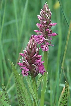 Dactylorhiza incarnata x saccifera, I   Abruzzen/Abruzzo 7.6.2002 