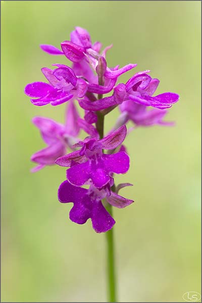 Anacamptis morio x pyramidalis, I   Osoppo 18.5.2020 (Photo: Luciano Silei)