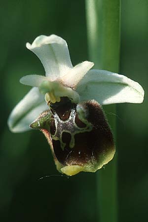 Ophrys holoserica subsp. lorenae \ Lorena-Hummel-Ragwurz / Lorena Late Spider Orchid, I  Emilia Romagna, Rioveggio 15.5.2004 