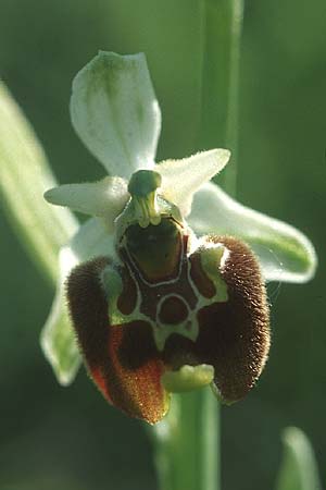 Ophrys holoserica subsp. lorenae \ Lorena-Hummel-Ragwurz / Lorena Late Spider Orchid, I  Emilia Romagna, Rioveggio 15.5.2004 
