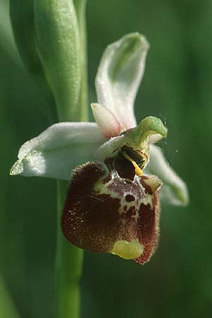 Ophrys holoserica subsp. lorenae \ Lorena-Hummel-Ragwurz / Lorena Late Spider Orchid, I  Emilia Romagna, Rioveggio 15.5.2004 
