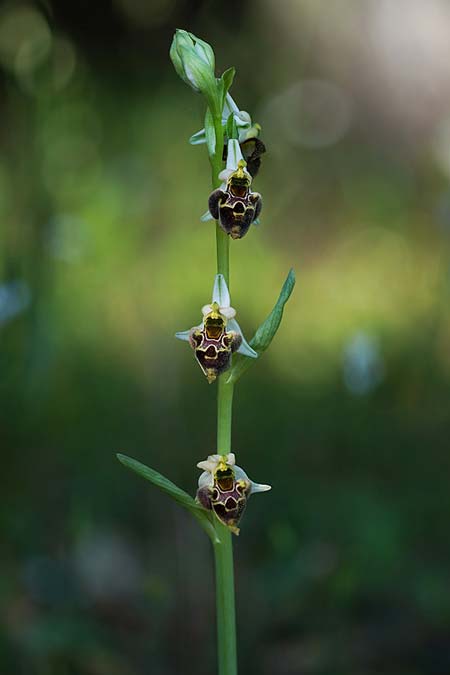 Ophrys montis-gargani \ Gargano-Ragwurz / Gargano Orchid ('mattinatae' Locus Classicus), I  Promontorio del Gargano, Mattinata 3.5.2026 (Photo: Helmut Presser)