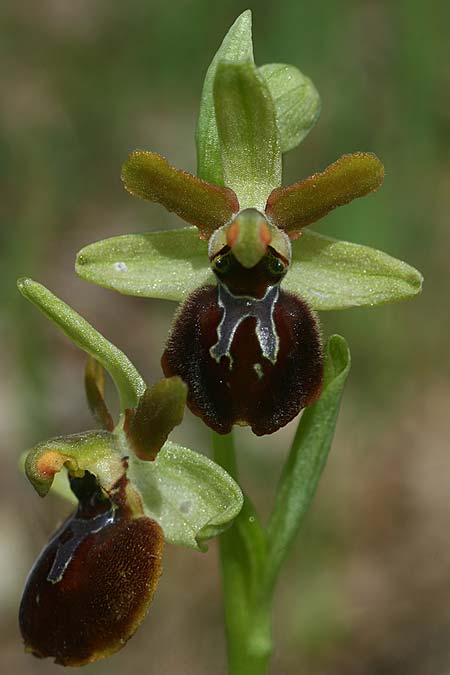 Ophrys minipassionis \ Kleinblütige Oster-Ragwurz / Small-Flowered Easter Orchid, I  Latium/Lazio, Gradoli 14.4.2019 (Photo: Helmut Presser)