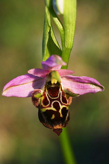 Ophrys oestrifera subsp. montis-gargani \ Gargano-Ragwurz / Gargano Orchid, I  Promontorio del Gargano, Vieste 16.4.2019 (Photo: Helmut Presser)