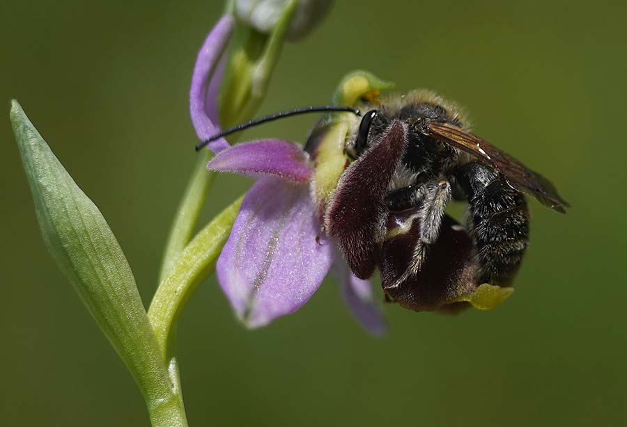 Ophrys oestrifera subsp. montis-gargani \ Gargano-Ragwurz / Gargano Orchid (mit Best&auml;uber-Biene / with pollinating bee), I  Promontorio del Gargano, Peschici 4.5.2026 (Photo: Helmut Presser)