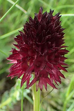 Nigritella rhellicani \ Schwarzes Kohlr&ouml;schen, I  Passo di Gavia 6.7.2026 