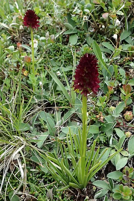 Nigritella rhellicani \ Schwarzes Kohlr&ouml;schen, I  Passo di Gavia 6.7.2026 