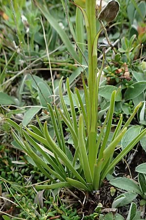 Nigritella rhellicani \ Schwarzes Kohlr&ouml;schen, I  Passo di Gavia 6.7.2026 