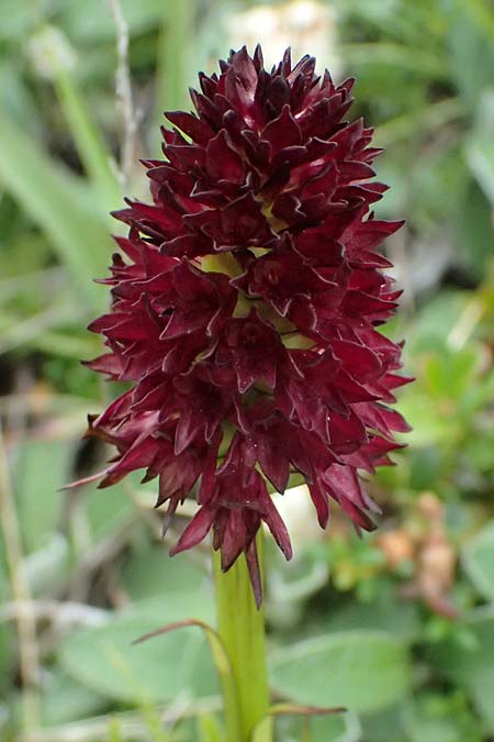 Nigritella rhellicani \ Schwarzes Kohlr&ouml;schen, I  Passo di Gavia 6.7.2026 
