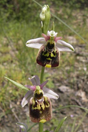 Ophrys holoserica subsp. lorenae \ Lorena-Hummel-Ragwurz / Lorena Late Spider Orchid, I  Liguria, Piana Crixia 21.5.2013 