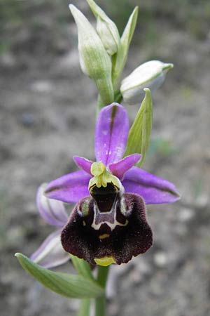 Ophrys holoserica subsp. lorenae \ Lorena-Hummel-Ragwurz / Lorena Late Spider Orchid, I  Liguria, Piana Crixia 21.5.2013 