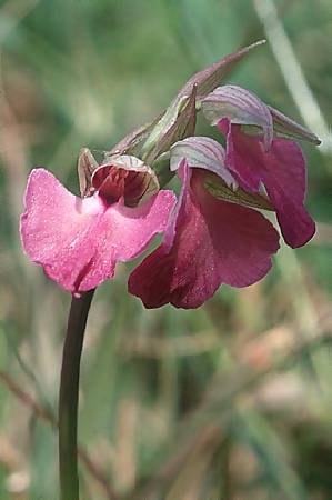 Anacamptis morio x Serapias neglecta, I   Liguria 27.4.2003 