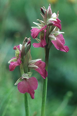 Anacamptis morio x Serapias neglecta, I   Liguria 29.4.2005 