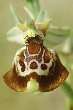 Ophrys oxyrrhynchos subsp. celiensis \ Apulische Schnabel-Ragwurz / Apulian Beak Bee Orchid, I  Torre Canne 3.5.1998 