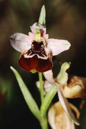 Ophrys oxyrrhynchos subsp. celiensis \ Apulische Schnabel-Ragwurz / Apulian Beak Bee Orchid, I  Tursi 10.5.1989 