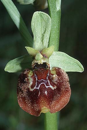 Ophrys parvimaculata \ Kleingezeichnete Ragwurz / Small-Patterned Ophrys, I  Prov. Bari, Quasani 23.4.2003 