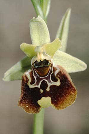 Ophrys serotina \ Späte Ragwurz / Later Spider Orchid, I  Monti Aurunci 3.6.2002 