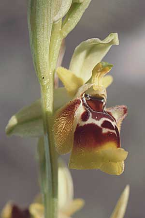 Ophrys posidonia \ Paestum-Ragwurz / Paestum Orchid, I  Cilento 4.6.2002 