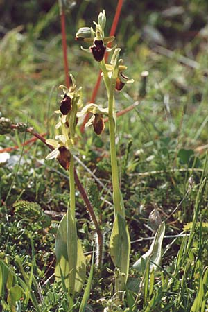 Ophrys promontorii \ Vorgebirgs-Ragwurz, I  Abruzzen Alfedena 4.5.1989 