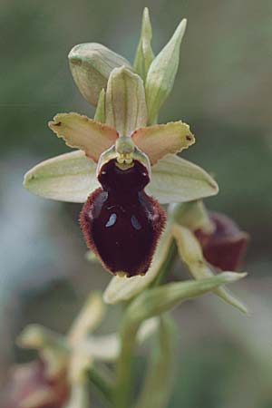 Ophrys promontorii \ Vorgebirgs-Ragwurz, I  Abruzzen Alfedena 4.5.1989 