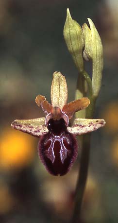Ophrys pseudoatrata \ Falsche Schwarze Ragwurz / False Black Orchid, I  Anzi 18.5.2005 (Photo: Helmut Presser)