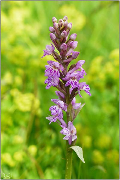Dactylorhiza lapponica x Pseudorchis albida, I   Prov. Udine 18.7.2020 (Photo: Luciano Silei)