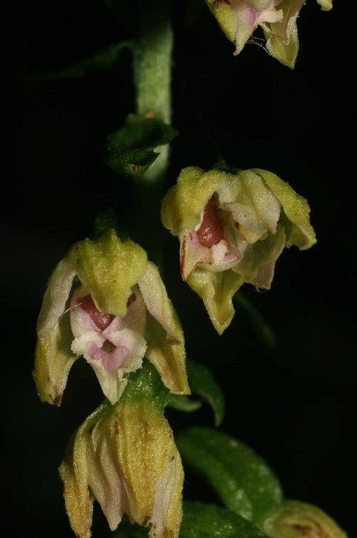 Epipactis placentina subsp. robatschiana / Robatsch's Helleborine, I  Serra San Bruno 7.8.2014 (Photo: Helmut Presser)