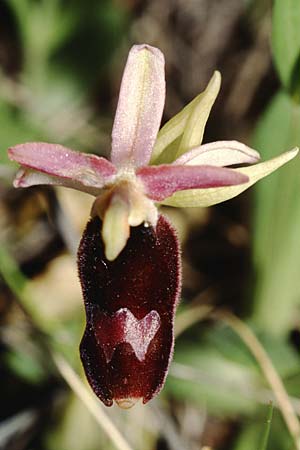 Ophrys saratoi \ Sarato-Ragwurz / Sarato's Bee Orchid (?), I  Albenga 25.5.2001 