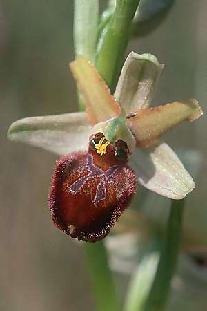 Ophrys tarentina, I  Apulien/Puglia, Martina Franca 23.4.2003 