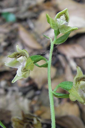 Epipactis neglecta subsp. neglecta \ Übersehene Ständelwurz / Neglected Helleborine ('sudalpina'), I  Sant' Anna d'Alfaedo 17.7.2010 