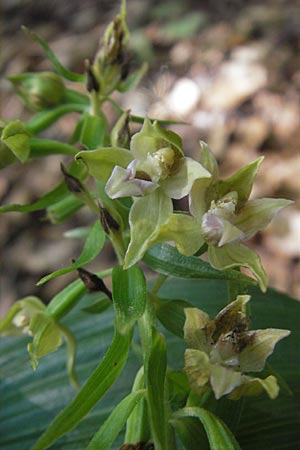 Epipactis neglecta subsp. neglecta \ Übersehene Ständelwurz / Neglected Helleborine ('sudalpina'), I  Sant' Anna d'Alfaedo 17.7.2010 