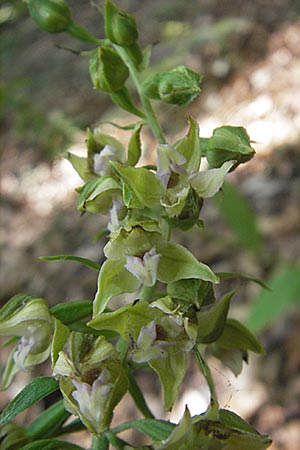 Epipactis neglecta subsp. neglecta \ Übersehene Ständelwurz / Neglected Helleborine ('sudalpina'), I  Sant' Anna d'Alfaedo 17.7.2010 