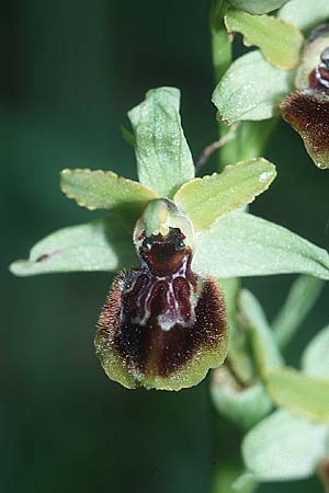 Ophrys tarquinia, I  Toscana, Sassetta 27.4.2003 