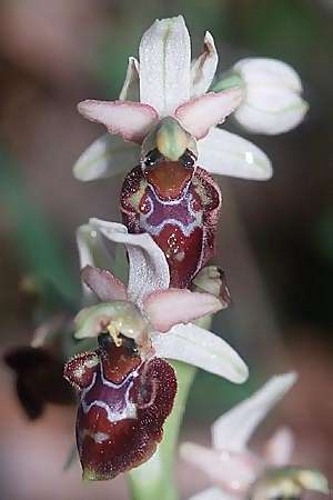 Ophrys exaltata subsp. tyrrhena x tarquinia, I   Toscana, Sassetta 27.4.2003 