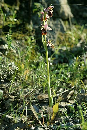 Ophrys exaltata subsp. tyrrhena / Tyrrhenian Bee Orchid, I  Monte Argentario 28.3.1998 