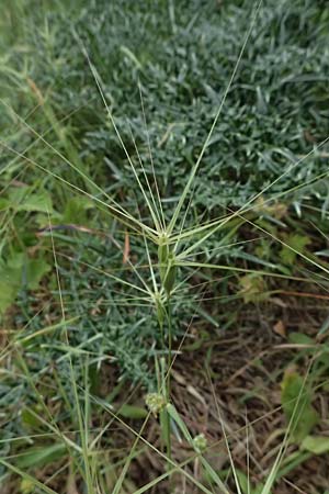 Aegilops biuncialis \ Zweizoll-Walch, Kefalonia Paralia Trapezaki 21.4.2024