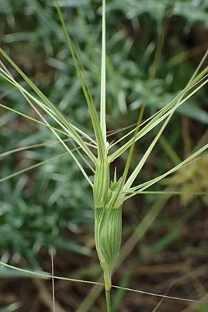 Aegilops biuncialis \ Zweizoll-Walch, Kefalonia Paralia Trapezaki 21.4.2024