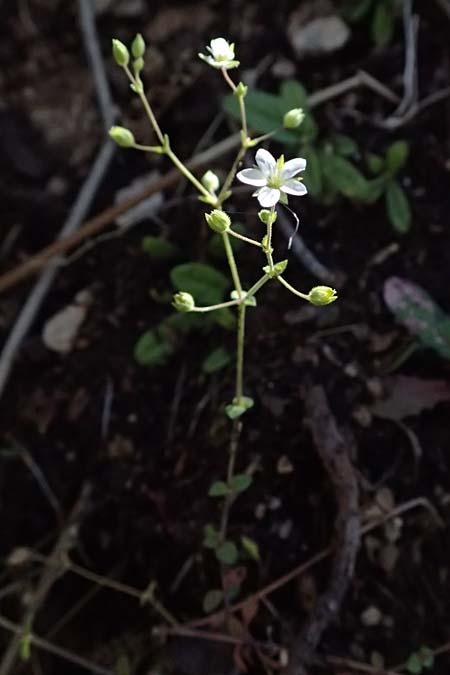 Arenaria leptoclados \ Dnnstngeliges Sandkraut / Lesser Thyme-Leaved Sandwort, Kefalonia/Cephalonia Assos 20.4.2024